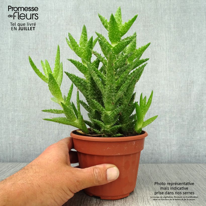 Exemplar von Aloe squarrosa Topf 12 cm / 13 cm wie im Sommer geliefert