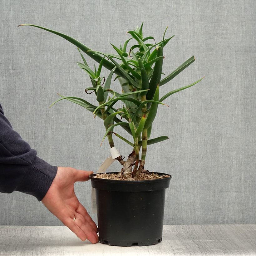 Exemplar von Aloe striatula Topf mit 2L/3L wie im Sommer geliefert