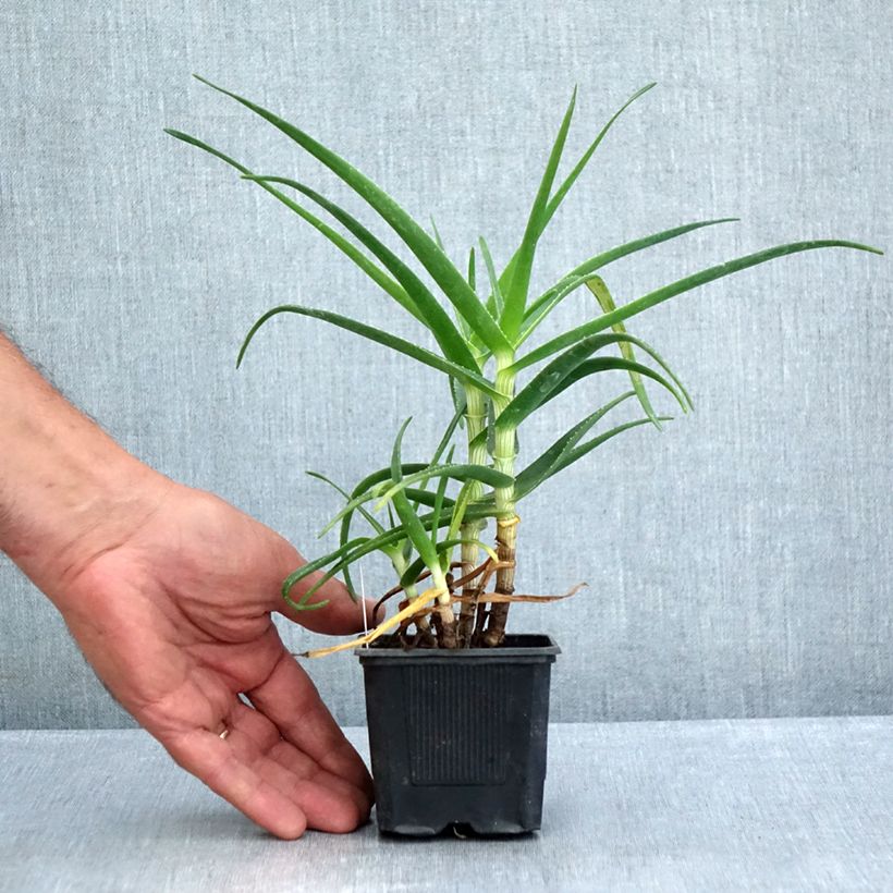 Exemplar von Aloe striatula ArticJungle Kleine Töpfe von 8/9 cm wie im Sommer geliefert