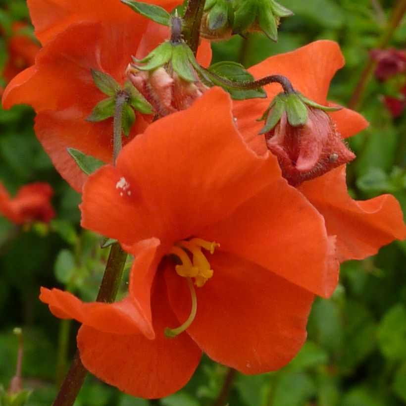 Alonsoa meridionalis Improved Fireball (Blüte)