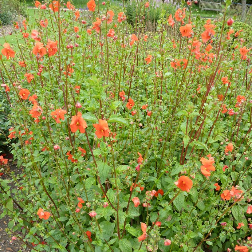 Alonsoa meridionalis Improved Fireball (Hafen)