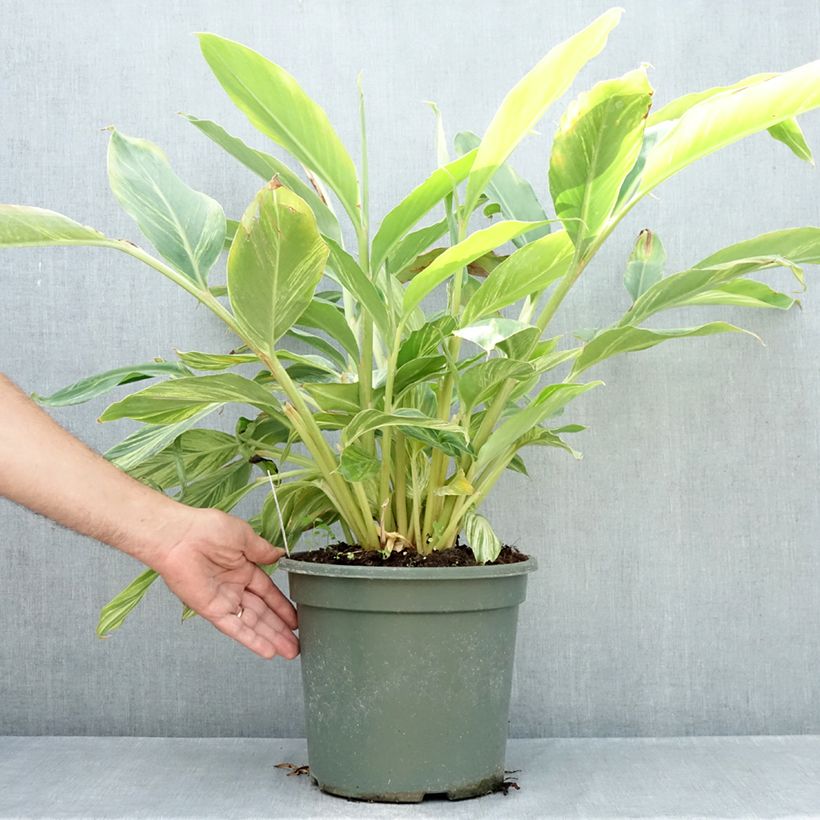 Exemplar von Alpinia zerumbet Variegata - Muschelingwer Topf mit 4L/5L wie im Sommer geliefert