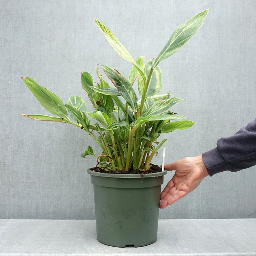 Exemplar von Alpinia zerumbet Variegata - Muschelingwer Topf mit 7,5L/10L wie im Frühjahr geliefert
