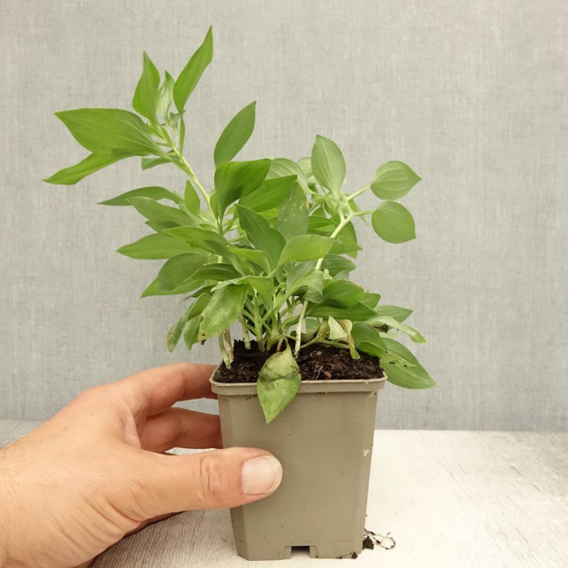 Exemplar von Alstroemeria Duc d'Anjou Louis - Inkalilie Kleine Töpfe von 8/9 cm wie im Sommer geliefert