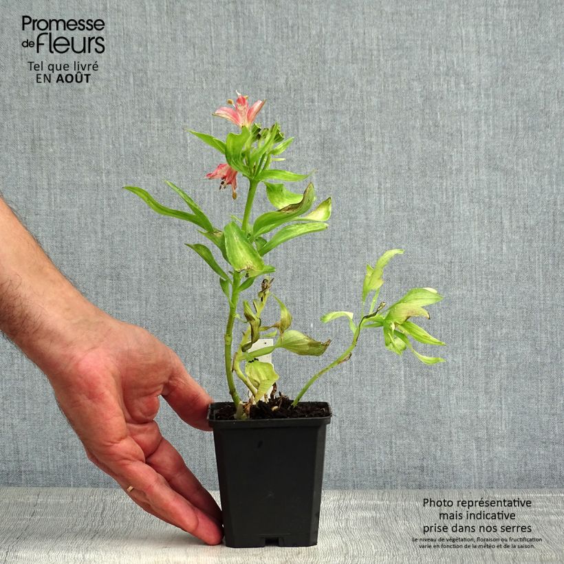 Exemplar von Alstroemeria Pitchounes Chloé - Inkalilie Kleine Töpfe von 8/9 cm wie im Sommer geliefert