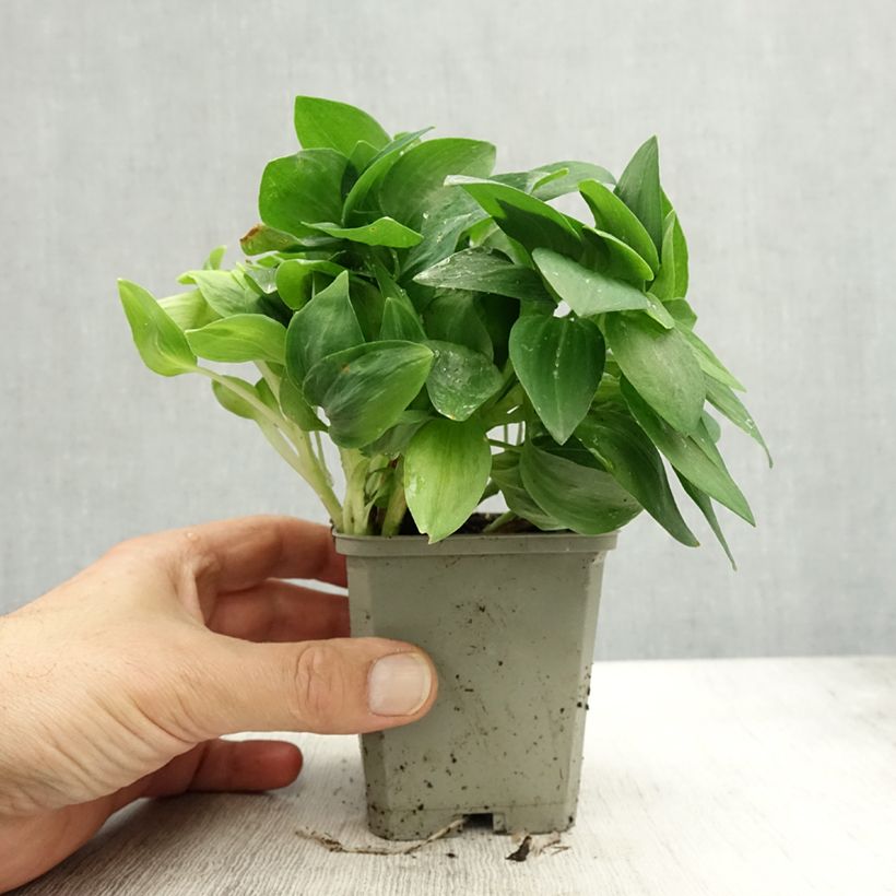 Exemplar von Alstroemeria Pitchounes Noah - Inkalilie Kleine Töpfe von 8/9 cm wie im Herbst geliefert