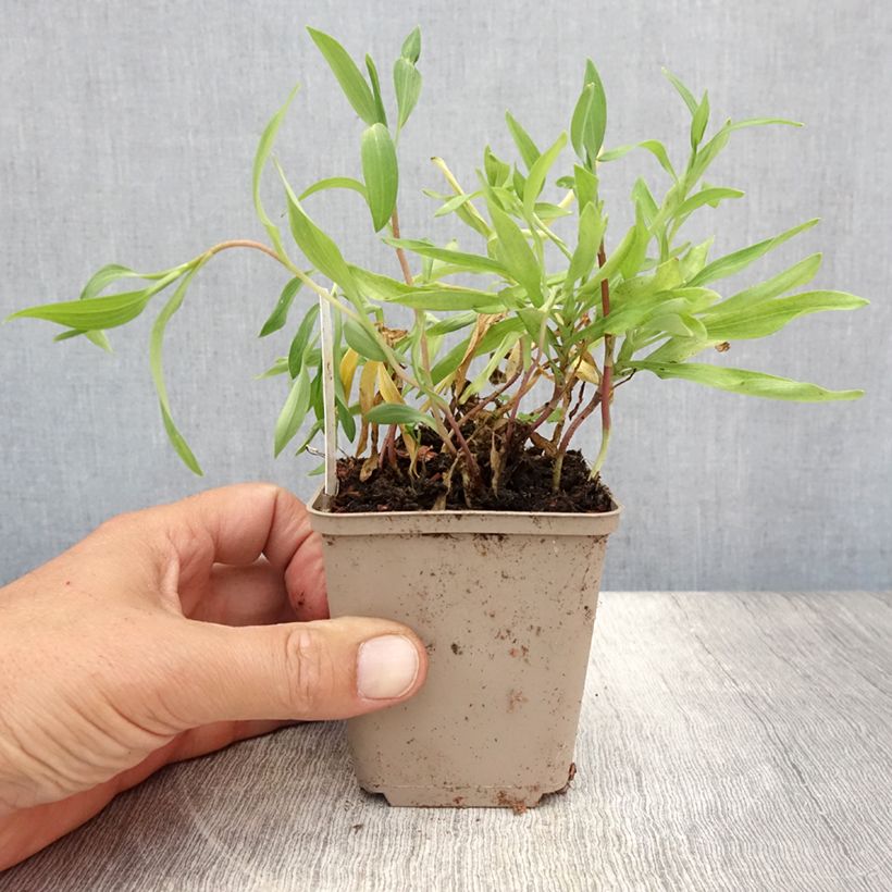 Exemplar von Alstroemeria aurantiaca Orange King - Inkalilie Kleine Töpfe von 8/9 cm wie im Sommer geliefert
