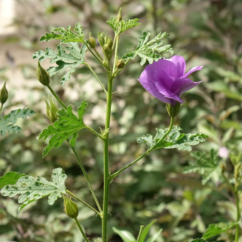 Alyogyne huegelii Santa Cruz - Blauer Hibiskus (Hafen)