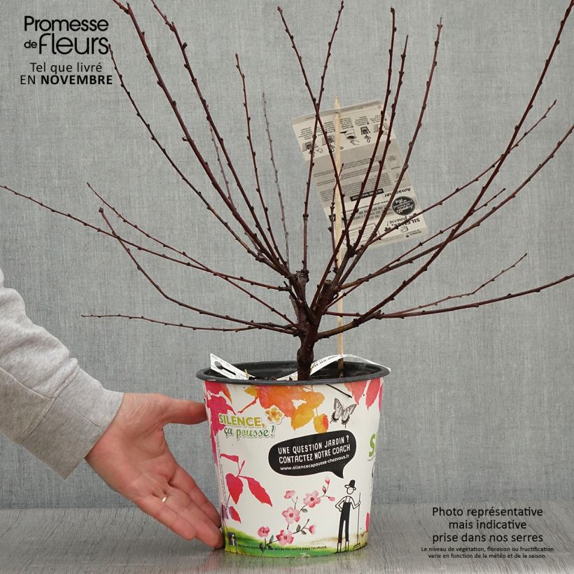 Exemplar von Mandelbäumchen Multiplex - Prunus triloba Topf mit 4L/5L wie im Herbst geliefert