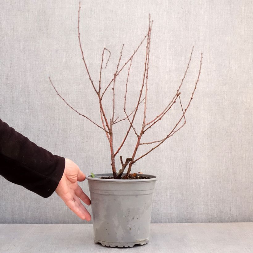 Exemplar von Mandelbäumchen Multiplex - Prunus triloba Topf mit 4L/5LGelieferte Höhe ca. 40cm wie im Frühjahr geliefert
