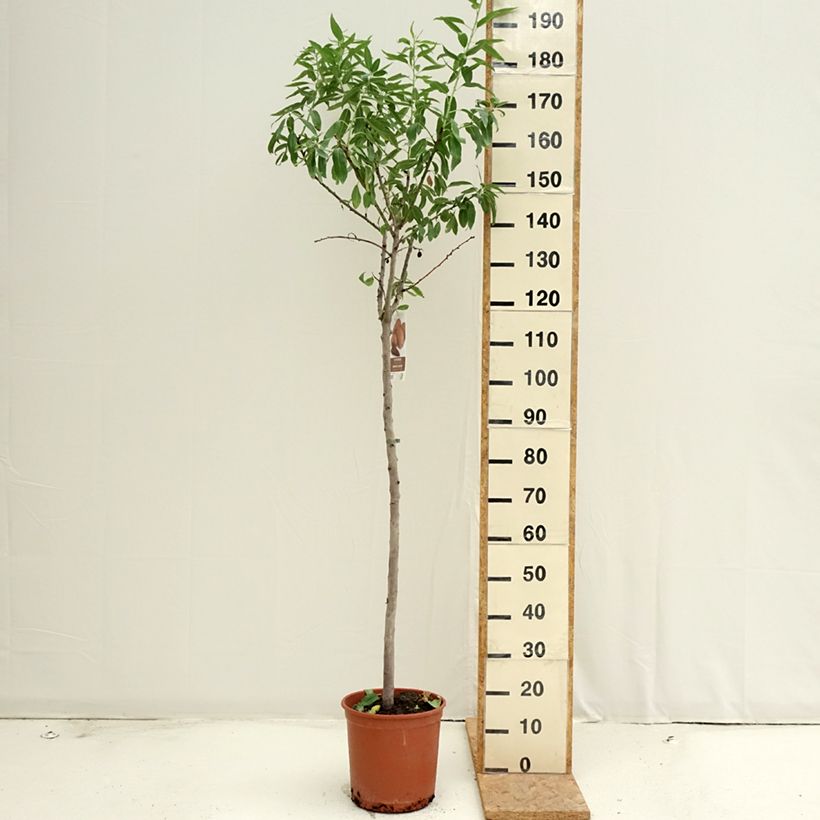 Exemplar von Mandelbaum Desmayo Largueta - Prunus dulcis Topf mit 7,5L/10L, Halbstamm wie im Sommer geliefert