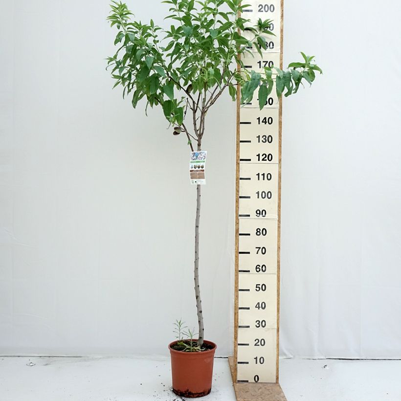 Exemplar von Mandelbaum Marcona - Prunus dulcis Topf mit 7,5L/10L, Halbstamm wie im Sommer geliefert