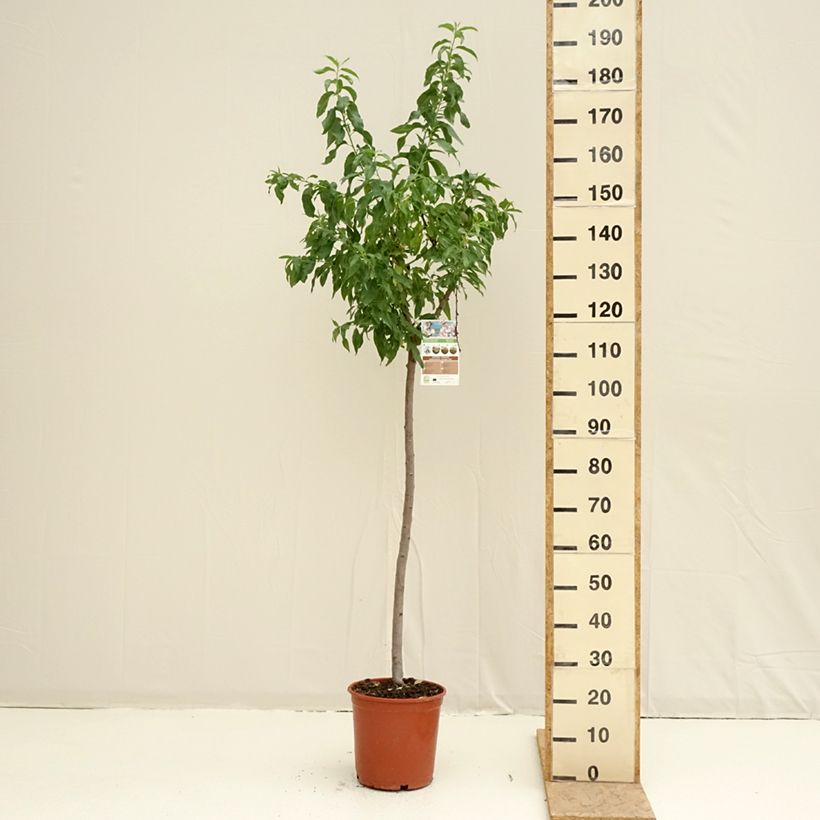Exemplar von Mandelbaum Marcona - Prunus dulcis Topf mit 7,5L/10L, Halbstamm wie im Frühjahr geliefert