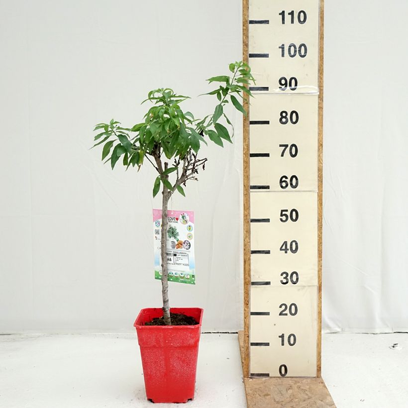 Exemplar von Mandelbaum Garden Prince - Prunus dulcis Topf mit 6L/7L, Zwergform wie im Sommer geliefert