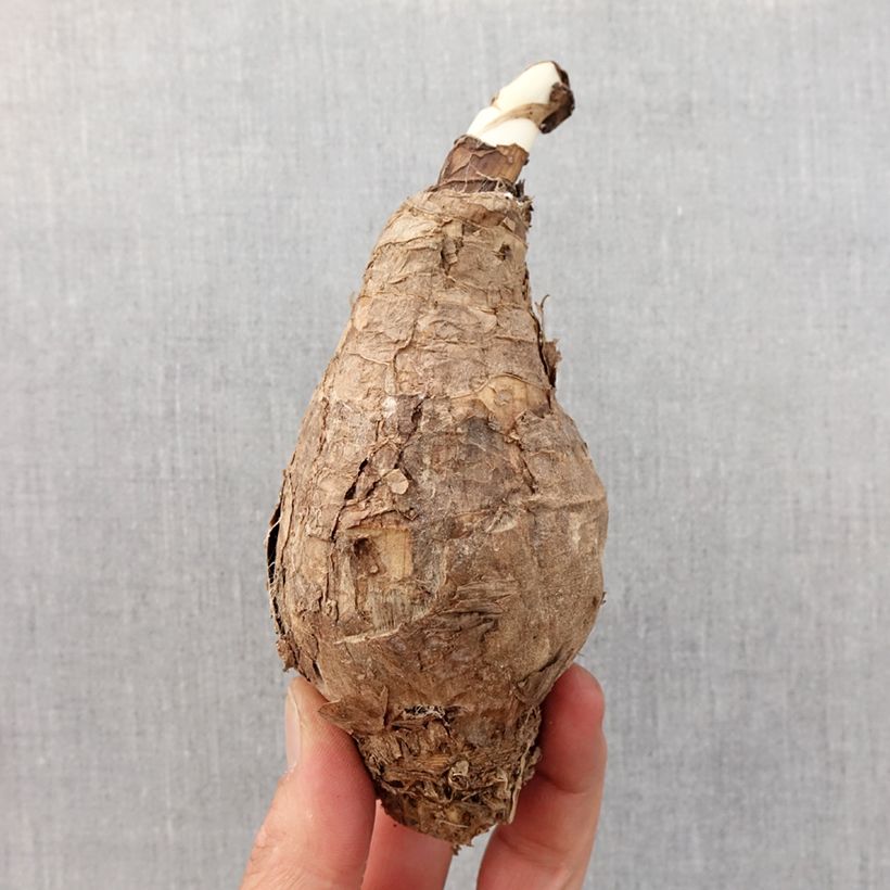 Exemplar von Amaracrinum howardii Zwiebel Kaliber/Größe 20+ wie im Frühjahr geliefert