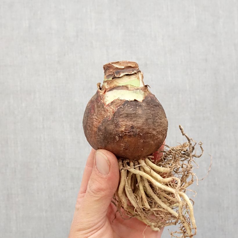 Exemplar von Hippeastrum Blossom Peacock - Ritterstern Zwiebel Kaliber/Größe 32+ wie im Frühjahr geliefert