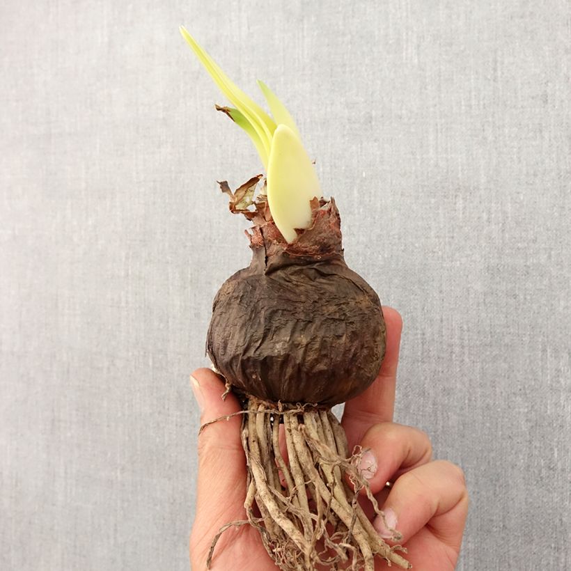 Exemplar von Amaryllis Doppelte Drachen wie im Frühjahr geliefert
