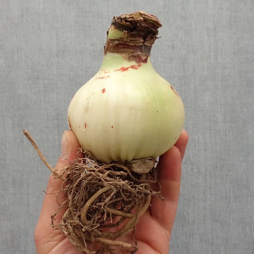 Exemplar von Hippeastrum Double Dream - Ritterstern Zwiebel Kaliber/Größe 26/28 wie im Frühjahr geliefert
