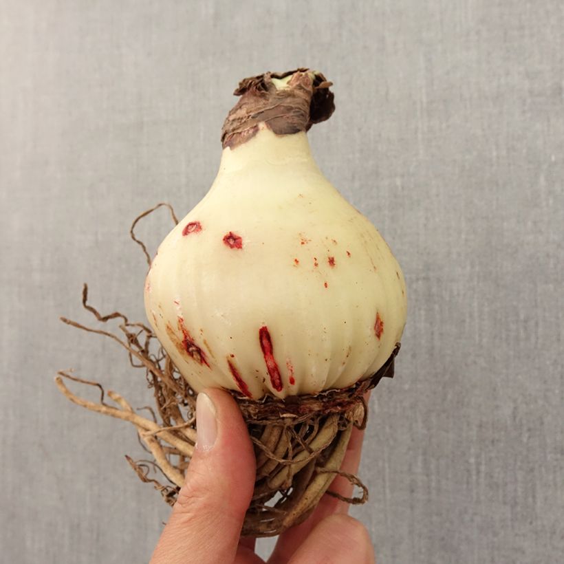 Exemplar von Hippeastrum Exotic Peacock - Ritterstern Zwiebel Kaliber/Größe 28/30 wie im Frühjahr geliefert