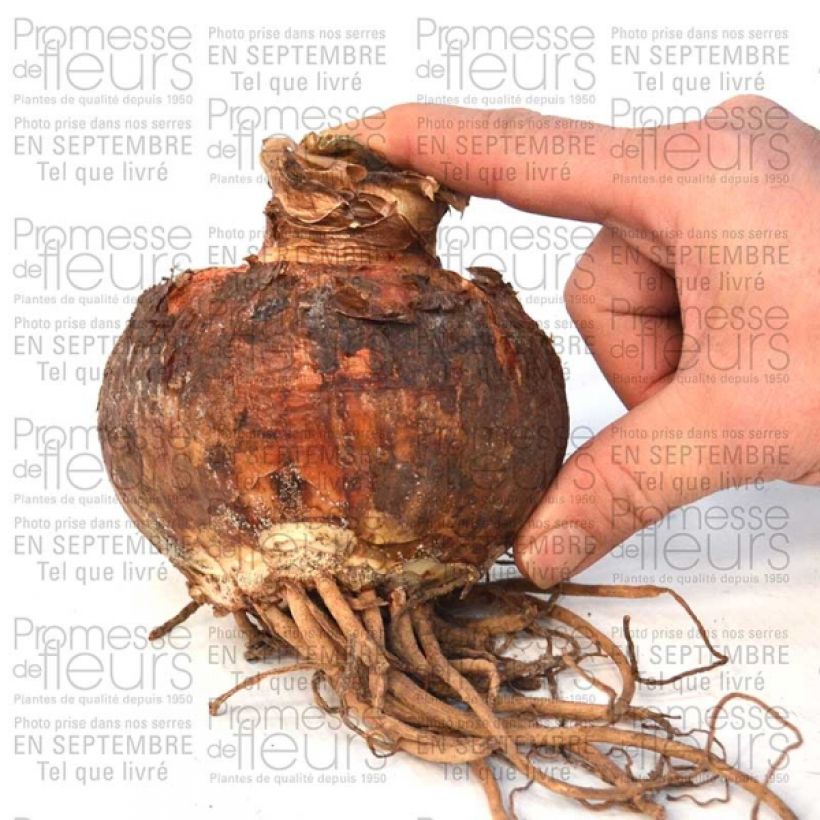 Beispiel eines Exemplars von Hippeastrum Pasadena - Ritterstern Zwiebel Kaliber/Größe 30/32 wie geliefert