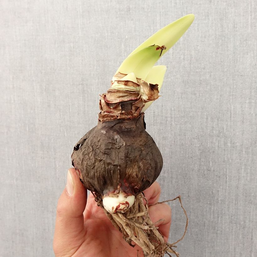 Exemplar von Hippeastrum Rapido - Ritterstern Zwiebel Kaliber/Größe 30/32 wie im Frühjahr geliefert