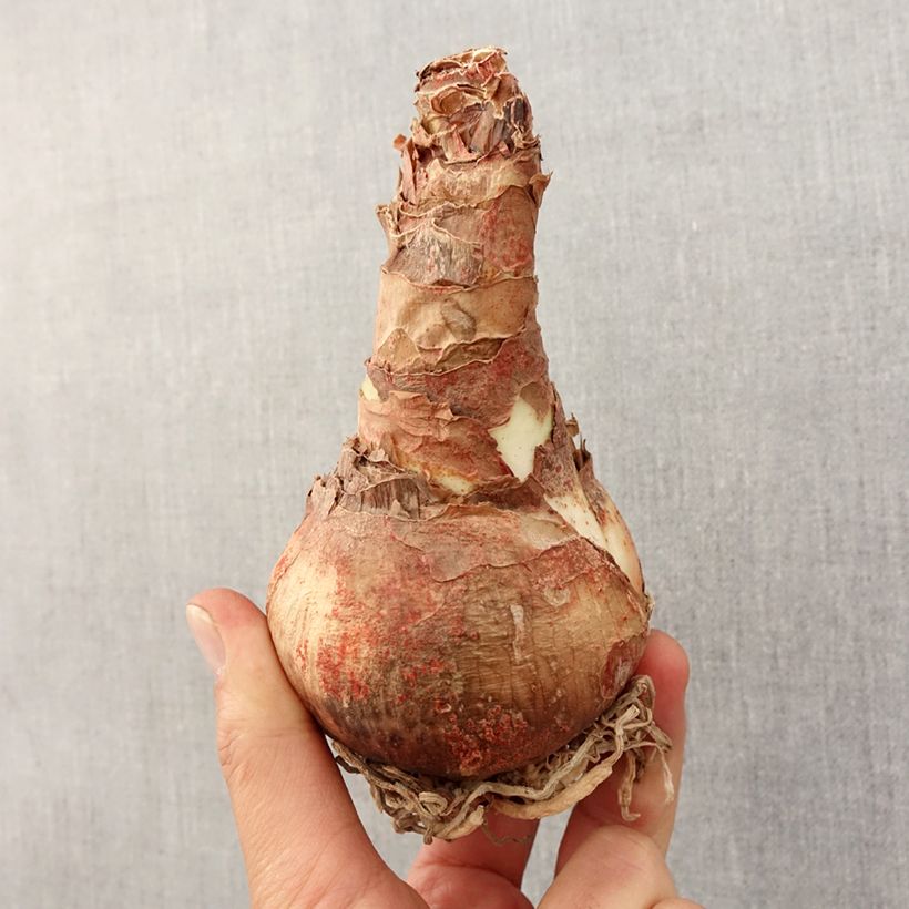 Exemplar von Hippeastrum Rose Cybister - Ritterstern Zwiebel Kaliber/Größe 30/32 wie im Frühjahr geliefert