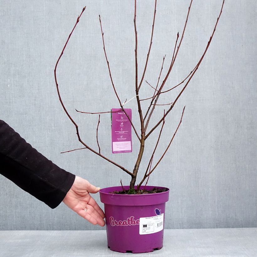 Exemplar von Erlenblättrige Felsenbirne GreatBerry Farm - Amelanchier alnifolia Topf mit 3L/4L wie im Winter geliefert