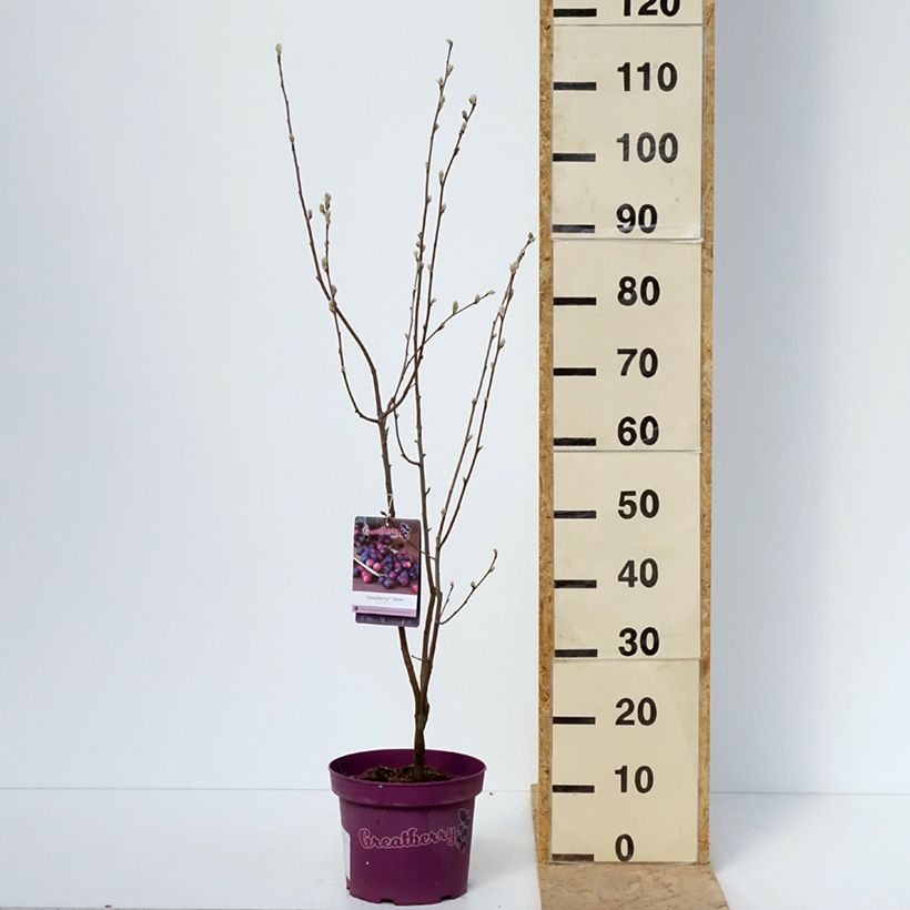Exemplar von Erlenblättrige Felsenbirne GreatBerry Farm - Amelanchier alnifolia Topf mit 4L/5LGelieferte Höhe ca. 60/80cm wie im Frühjahr geliefert