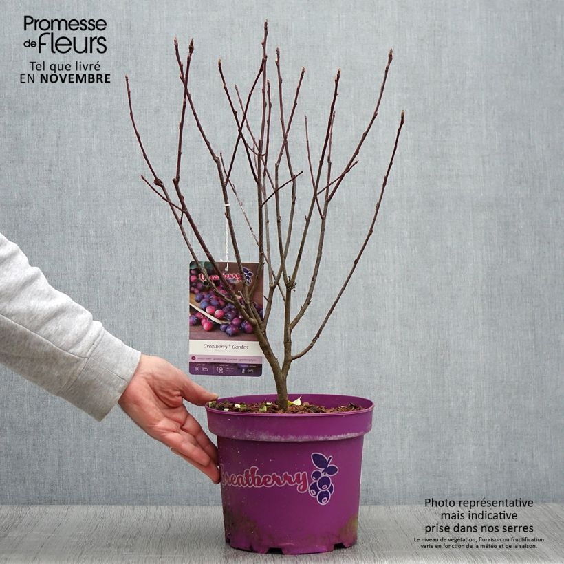 Exemplar von Erlenblättrige Felsenbirne Greatberry Garden - Amelanchier alnifolia Topf mit 3L/4L, Strauch/Busch, mehrstämmig wie im Herbst geliefert