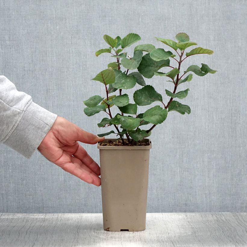 Exemplar von Erlenblättrige Felsenbirne Martin - Amelanchier alnifolia Topf mit 1,5L/2L, Strauch/Busch, mehrstämmigGelieferte Höhe ca. 30/40cm wie im Sommer geliefert