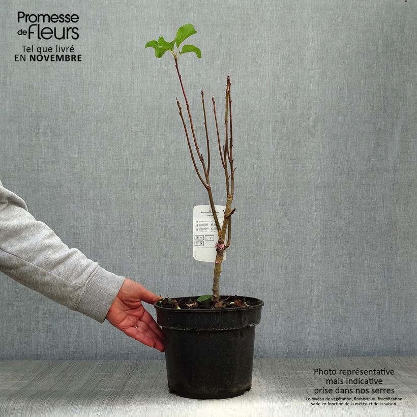 Exemplar von Amelanchier alnifolia Obelisk - Erlenblättrige Felsenbirne Topf mit 3L/4L wie im Herbst geliefert