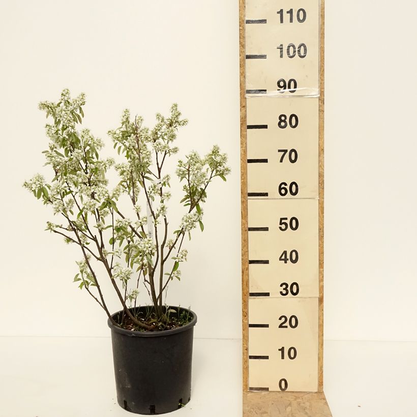 Exemplar von Erlenblättrige Felsenbirne Saskatoon Berry - Amelanchier alnifolia Topf mit 12L/15LGelieferte Höhe ca. 60/80cm wie im Frühjahr geliefert
