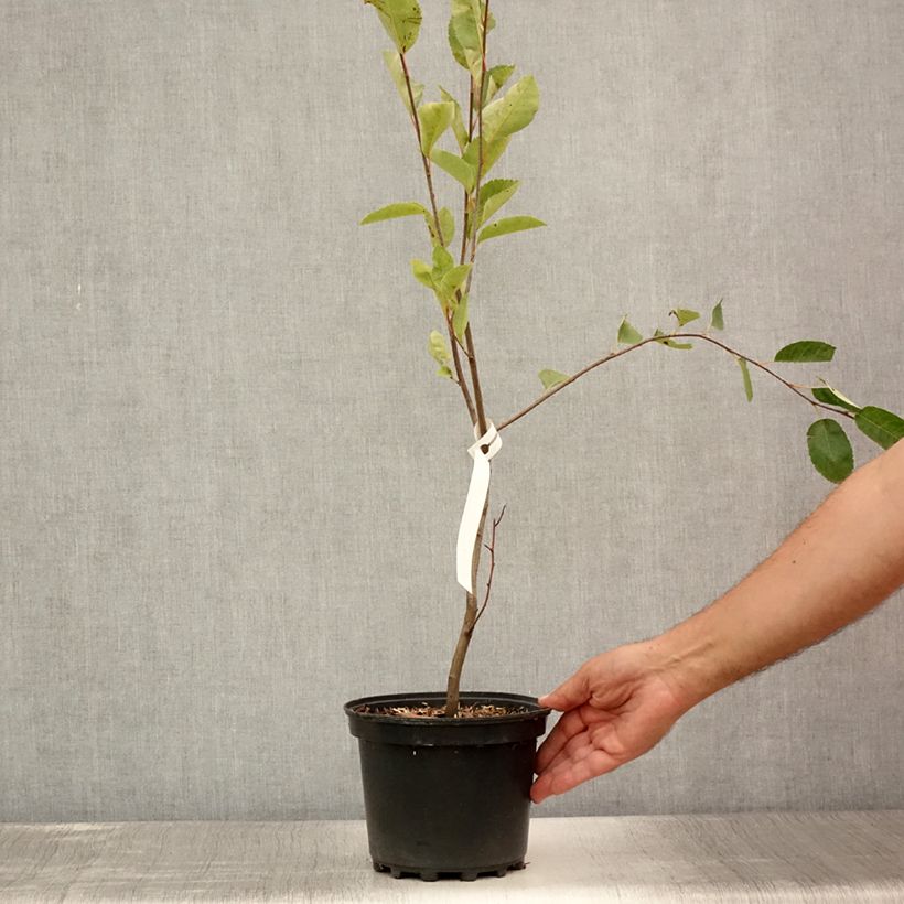 Exemplar von Amelanchier canadensis - Kanadische Felsenbirne Topf mit 2L/3L wie im Sommer geliefert