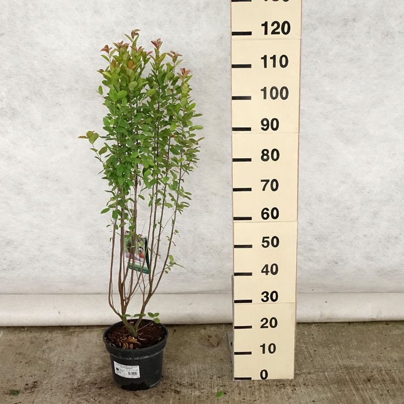 Exemplar von Amelanchier canadensis Rainbow Pillar - Kanadische Felsenbirne Topf mit 4L/5L wie im Sommer geliefert