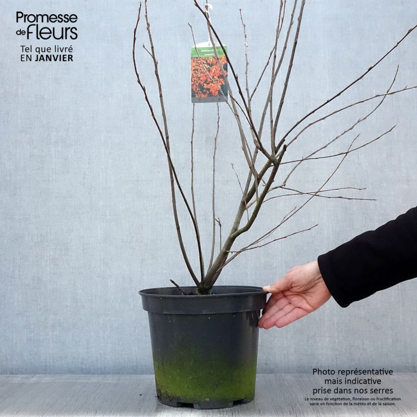 Exemplar von Amelanchier lamarckii - Kanadische Felsenbirne Topf mit 7,5L/10L wie im Winter geliefert