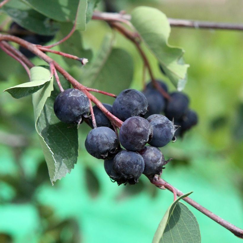 Erlenblättrige Felsenbirne - Amelanchier alnifolia (Ernte)