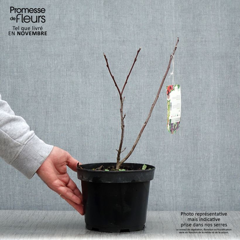 Exemplar von Amelanchier alnifolia Smoky - Erlenblättrige Felsenbirne Topf mit 2L/3L wie im Herbst geliefert