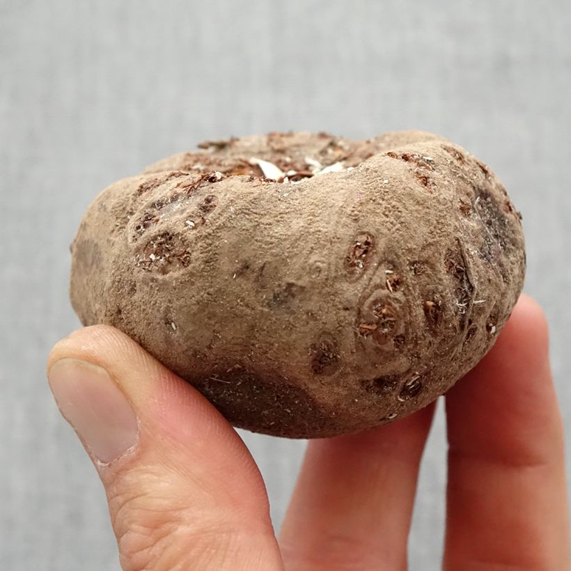 Exemplar von Amorphophallus bulbifer - Titanenwurz Zwiebel Kaliber/Größe 18+ wie im Frühjahr geliefert