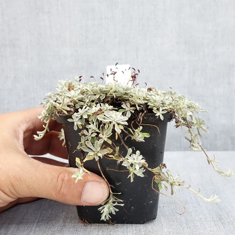 Exemplar von Anaphalis alpicola - Zwerg-Perlkörbchen Kleine Töpfe von 8/9 cm wie im Sommer geliefert