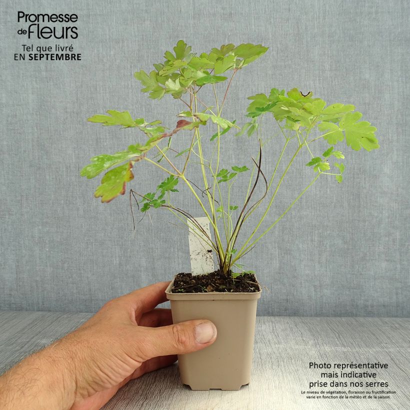 Exemplar von Aquilegia canadensis Little Lanterns - Kanadische Akelei Kleine Töpfe von 8/9 cm wie im Sommer geliefert