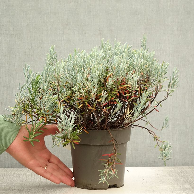 Exemplar von Andromeda polifolia Blue Lagoon - Sumpfrosmarin Topf mit 2L/3L wie im Sommer geliefert
