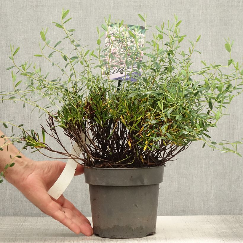Exemplar von Andromeda polifolia Compacta - Sumpfrosmarin Topf mit 2L/3L wie im Sommer geliefert