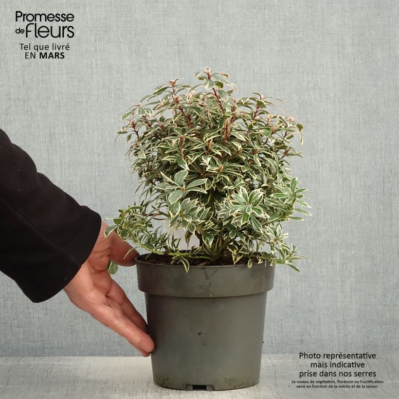 Exemplar von Schattenglöckchen Little Frosty - Pieris japonica Topf mit 2L/3LGelieferte Höhe ca. 20/25cm wie im Frühjahr geliefert