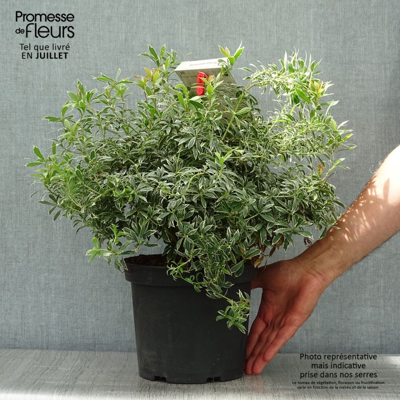 Exemplar von Schattenglöckchen Little Heath - Pieris japonica Topf mit 4L/5L wie im Sommer geliefert