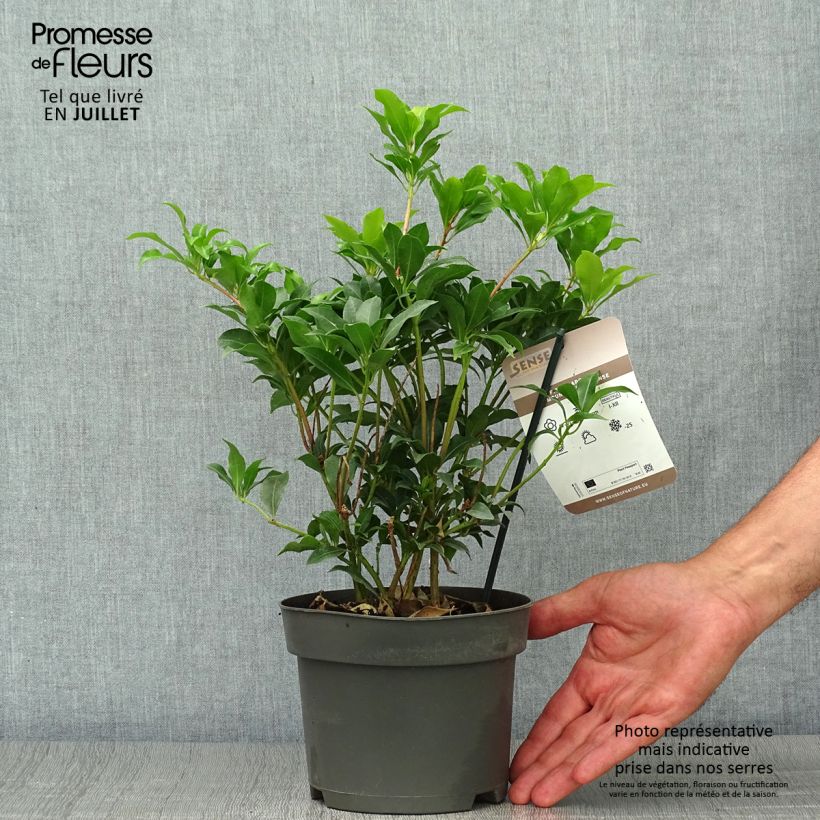 Exemplar von Schattenglöckchen Mountain Fire - Pieris japonica Topf mit 2L/3L wie im Sommer geliefert
