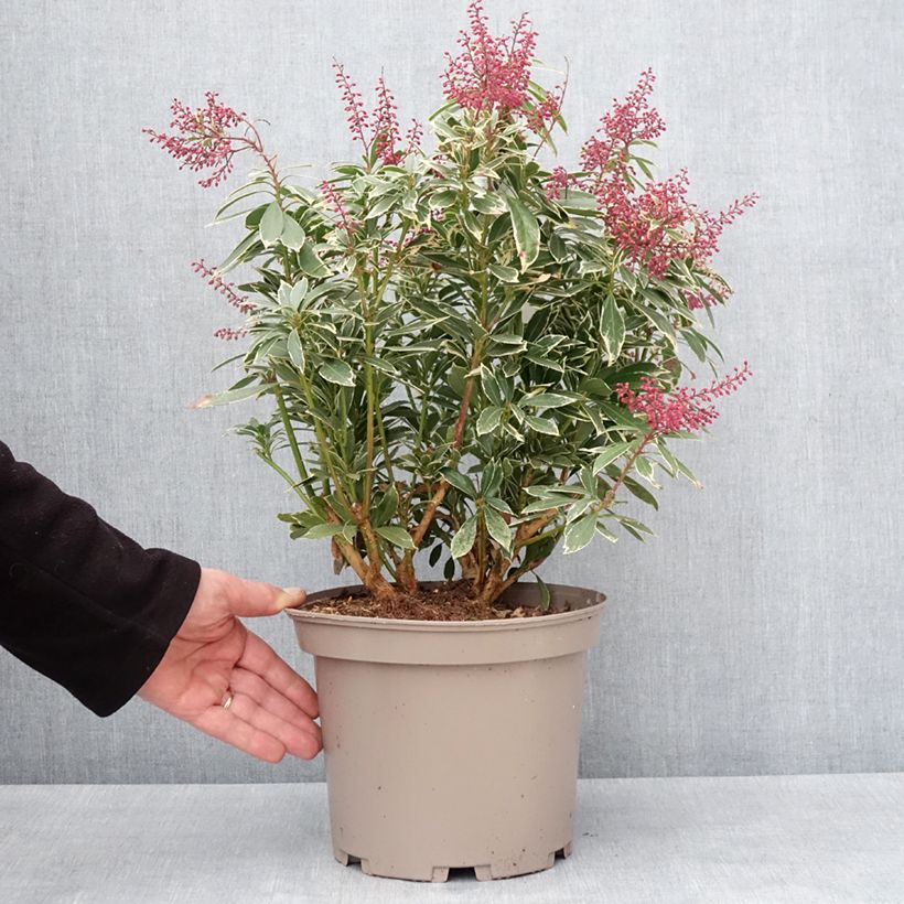 Exemplar von Schattenglöckchen Polar passion® - Pieris japonica Topf mit 2L/3L wie im Winter geliefert