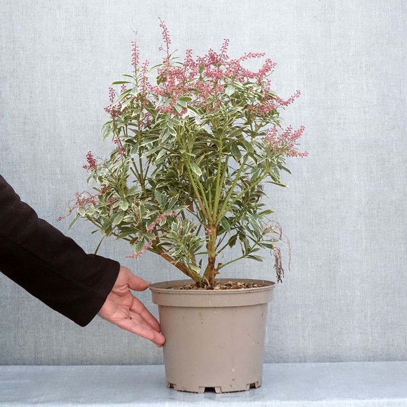 Exemplar von Schattenglöckchen Polar passion® - Pieris japonica Topf mit 4L/5L wie im Frühjahr geliefert