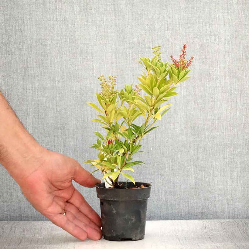 Exemplar von Schattenglöckchen Prelude - Pieris japonica Kleine Töpfe von 8/9 cm wie im Sommer geliefert