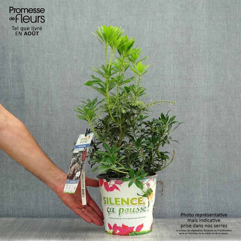 Exemplar von Schattenglöckchen Purity - Pieris japonica Topf mit 3L/4L wie im Sommer geliefert