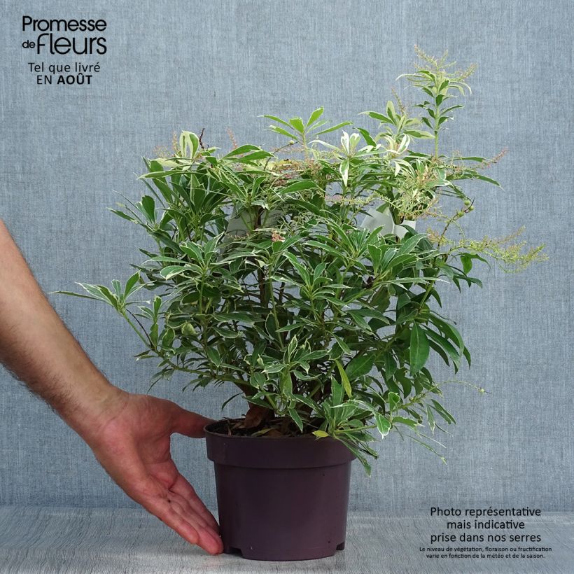 Exemplar von Schattenglöckchen Ralto Rose - Pieris japonica Topf mit 2L/3L wie im Sommer geliefert